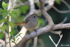 2025-03-010165筑波実験植物園