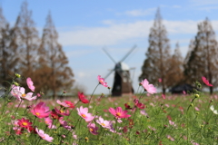 秋晴れの公園