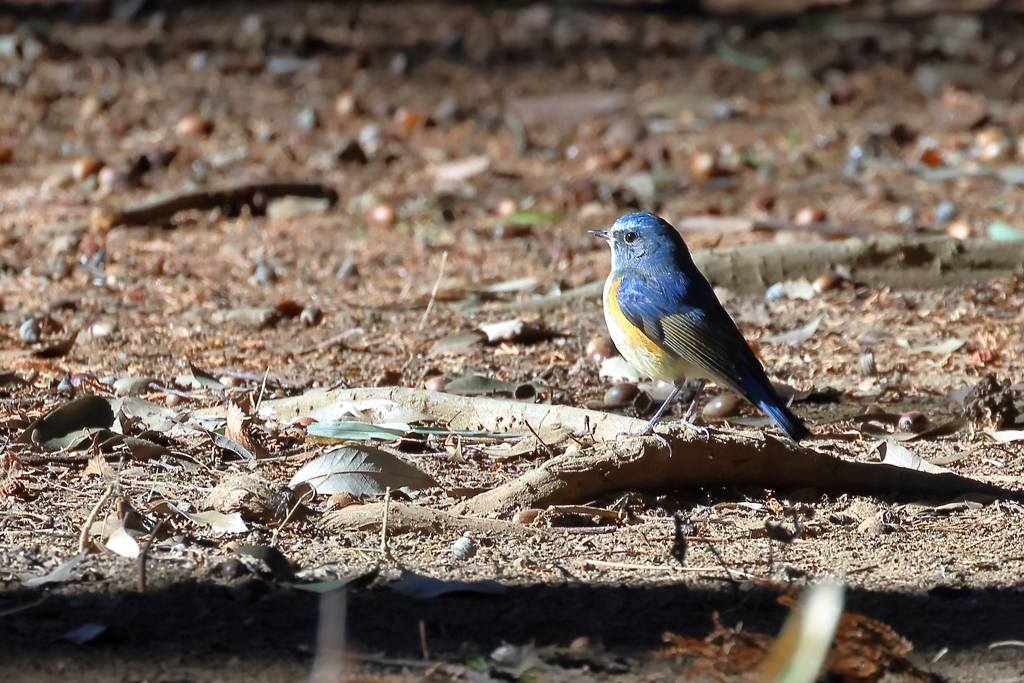 20260122EOS77958Usiku