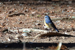 20260122EOS77958Usiku