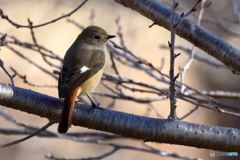 20260116EOS77215Moriya