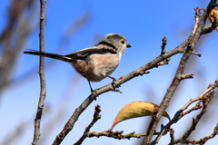 20251103R7EOS73200手賀沼