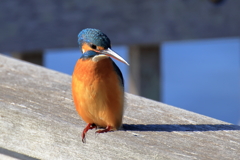 20251130EOS74298abikousiku