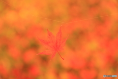 落ち葉。