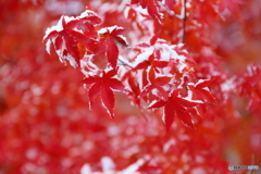 雪紅葉