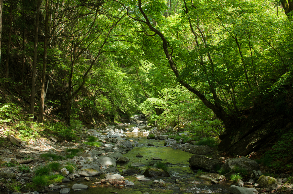 新緑の沢