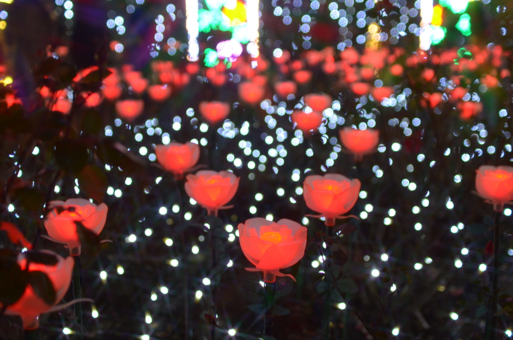 LED薔薇園