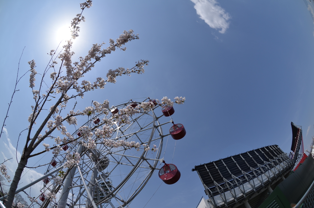 sakura⑥