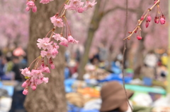 sakura③