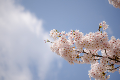 桜の季節はもう目の前