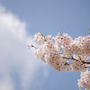 桜の季節はもう目の前