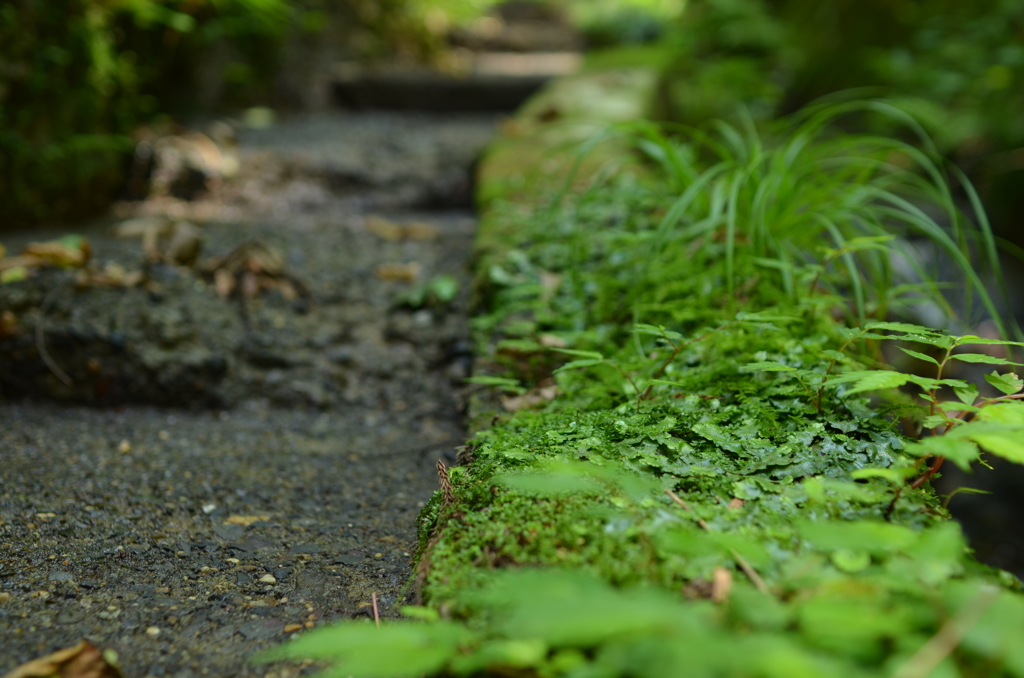 苔道
