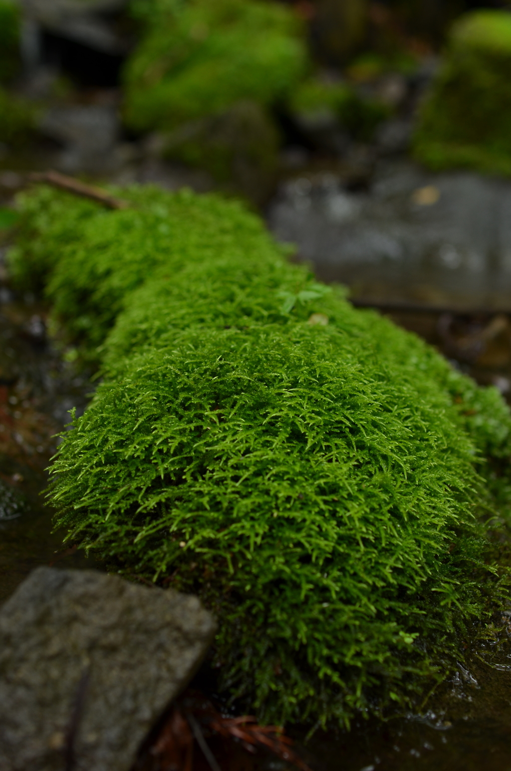 苔石