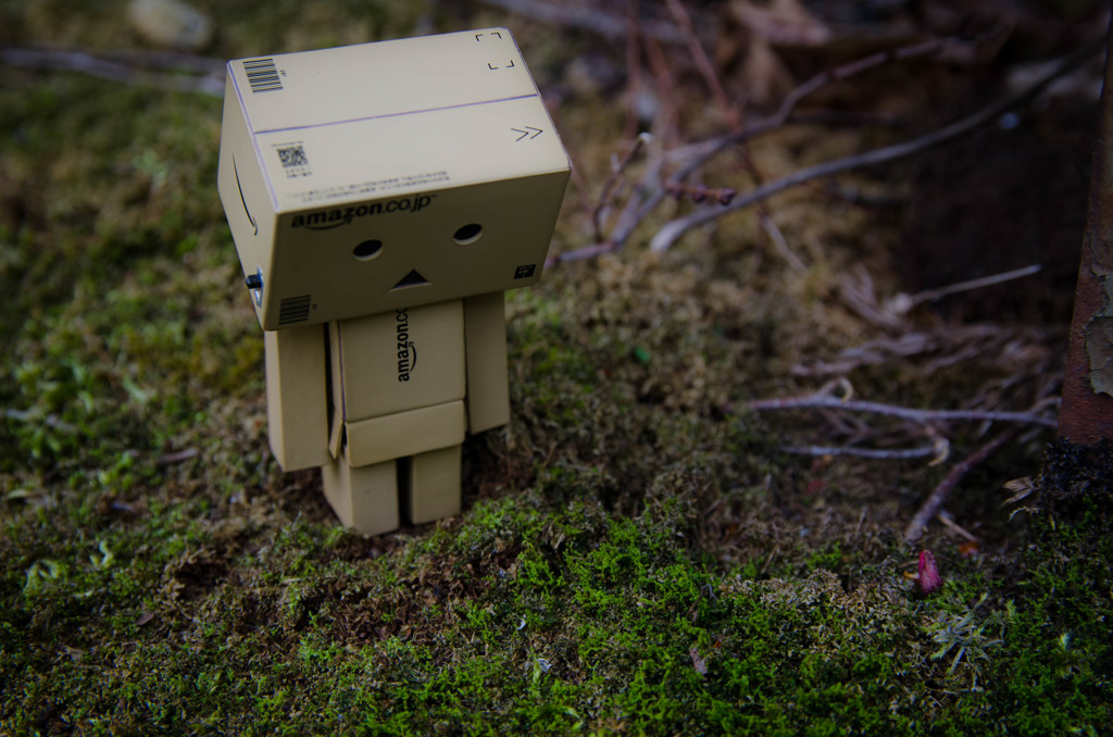 苔とダンボー