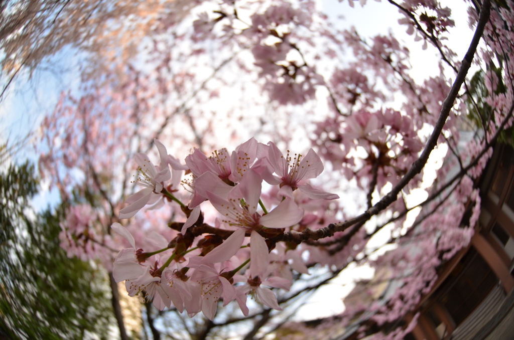 sakura⑤