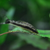 otocinclus