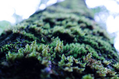 mossy tree