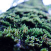 mossy tree