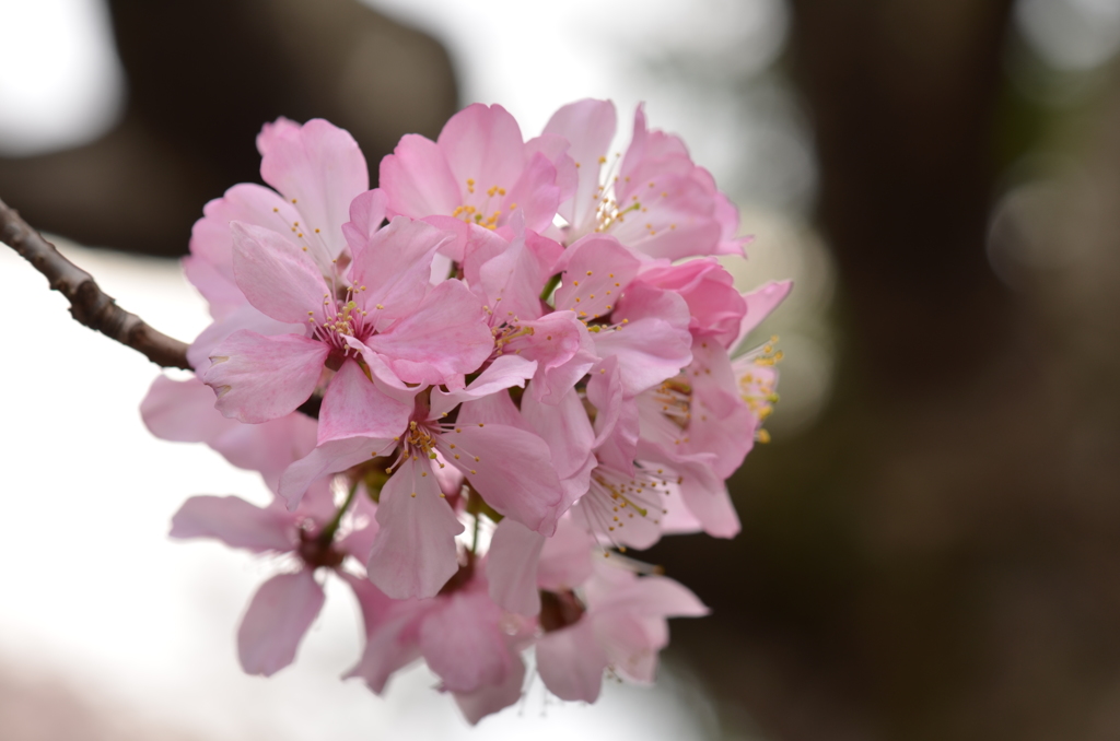 sakura④