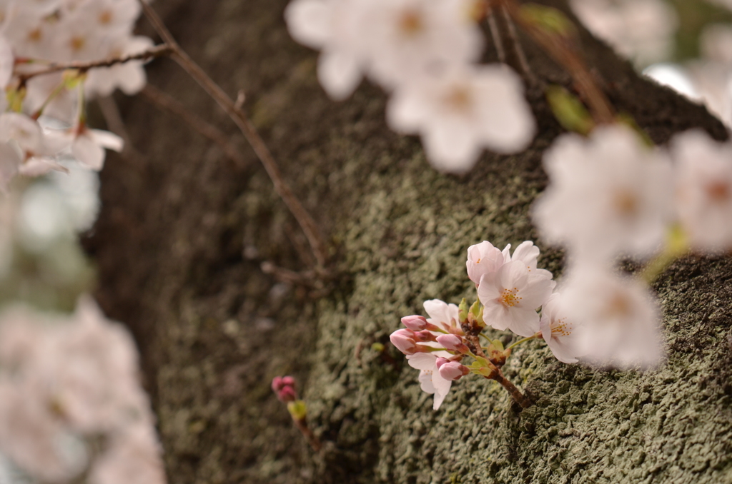 sakura①