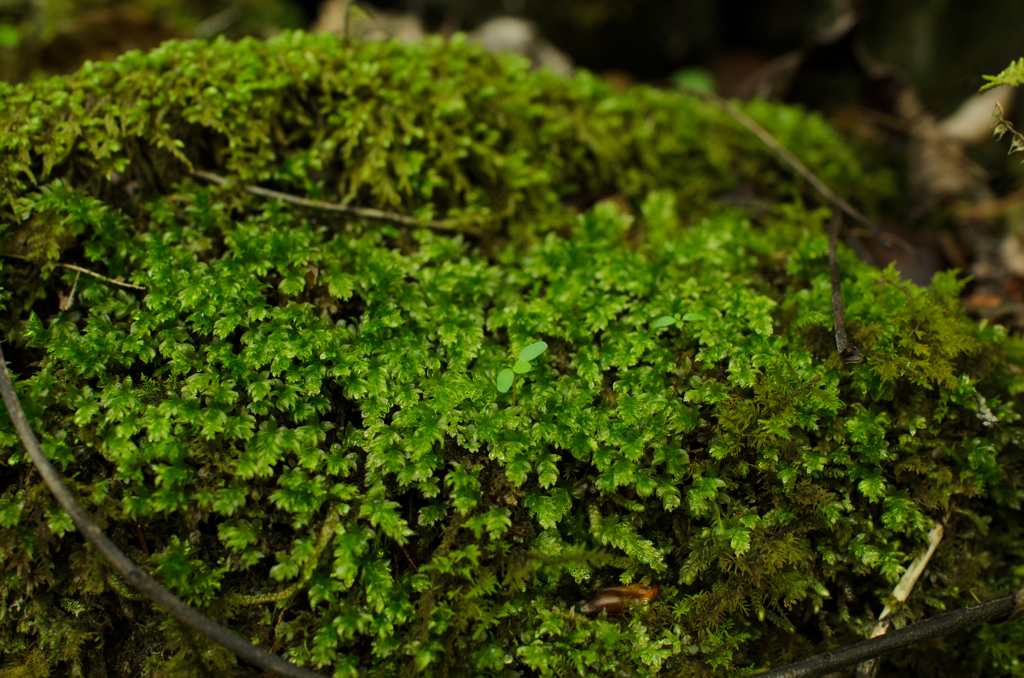 moss