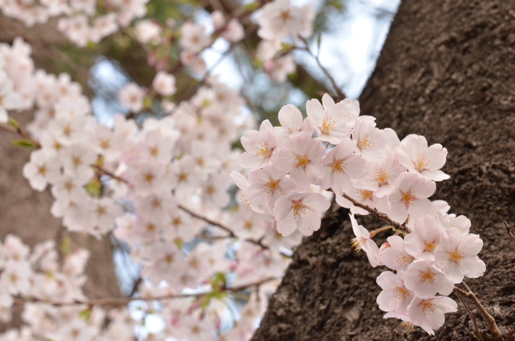 sakura②