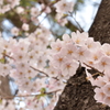 sakura②