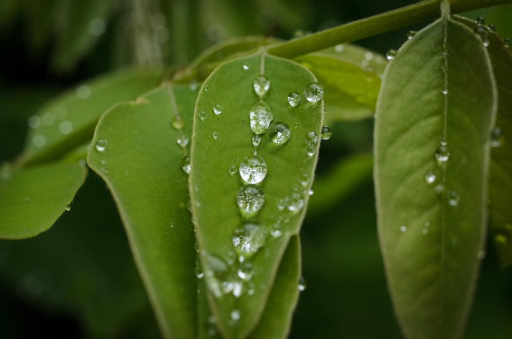 雨上がり