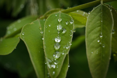 雨上がり