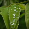 雨上がり