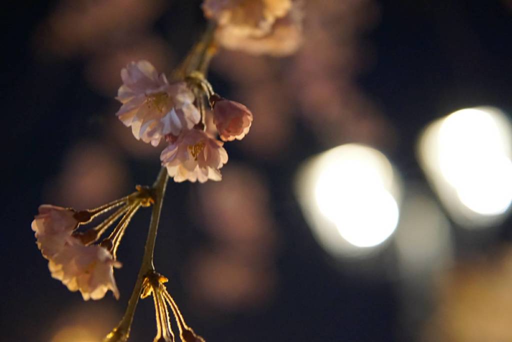 夜桜