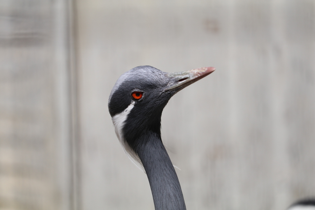 鳥さん