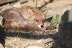 ホンドキツネ