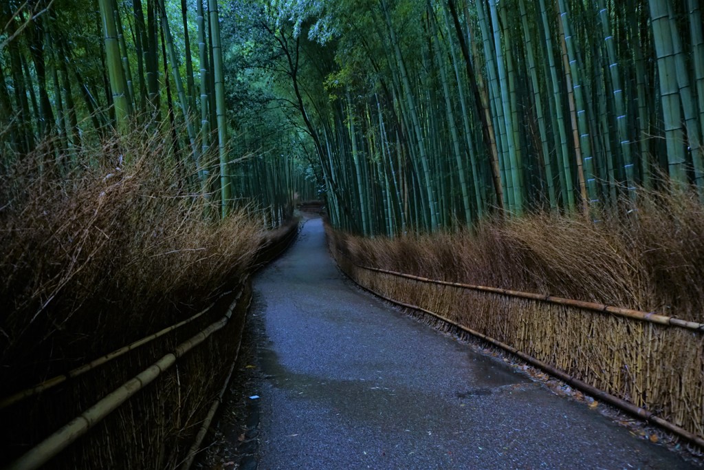 京都　竹林