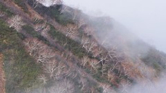 白馬八方尾根の白木のダケカンバ