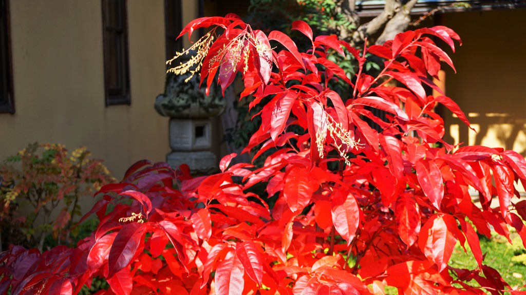 紅葉の小布施町