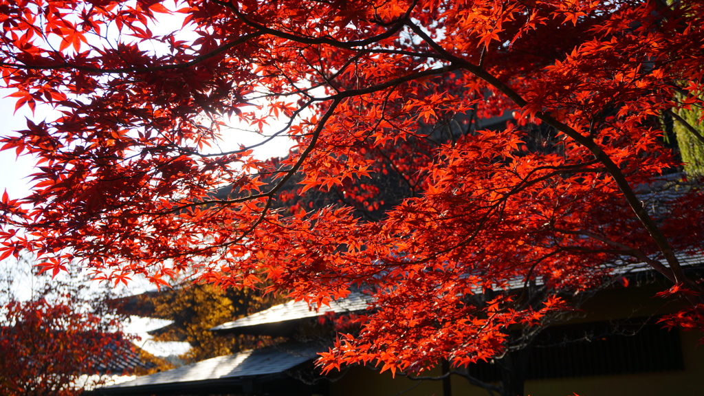 紅葉の善光寺本堂