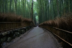 京都　竹林