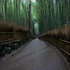 京都　竹林