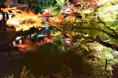 高台寺　臥龍池夜間紅葉