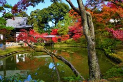 高台寺　臥龍池　紅葉