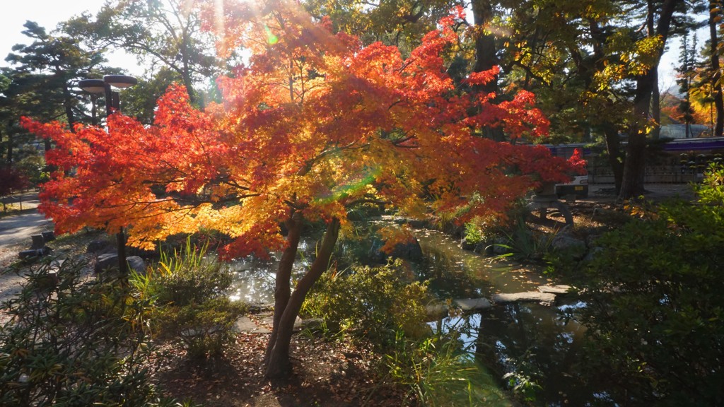 紅葉の善光寺境内池