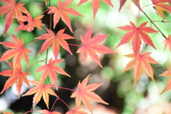 竈門神社１２月の紅葉