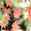 竈門神社１２月の紅葉