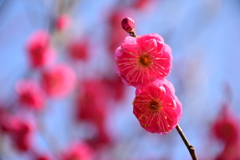 梅かんざし？梅団子？