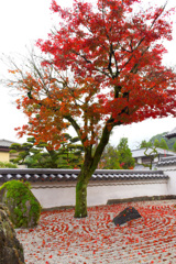 光明禅寺