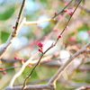 開花待ち
