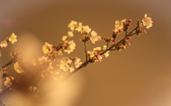 光の中の芽吹き