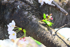 廻