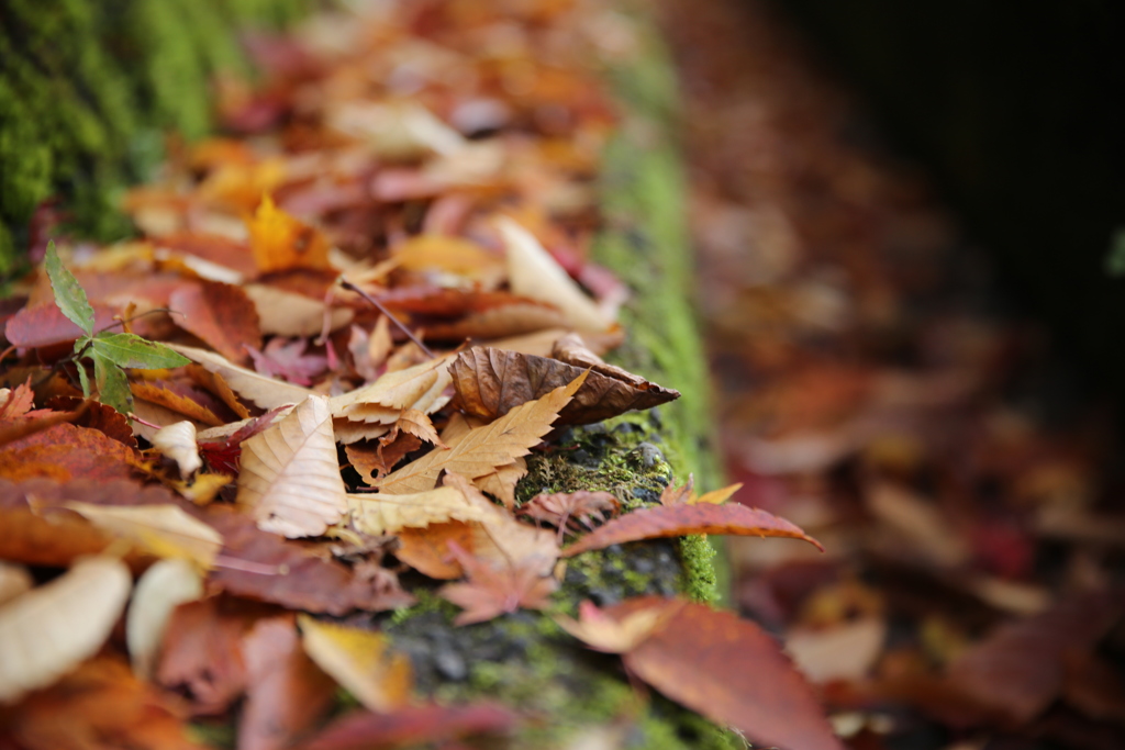 紅葉を見に行こうよう